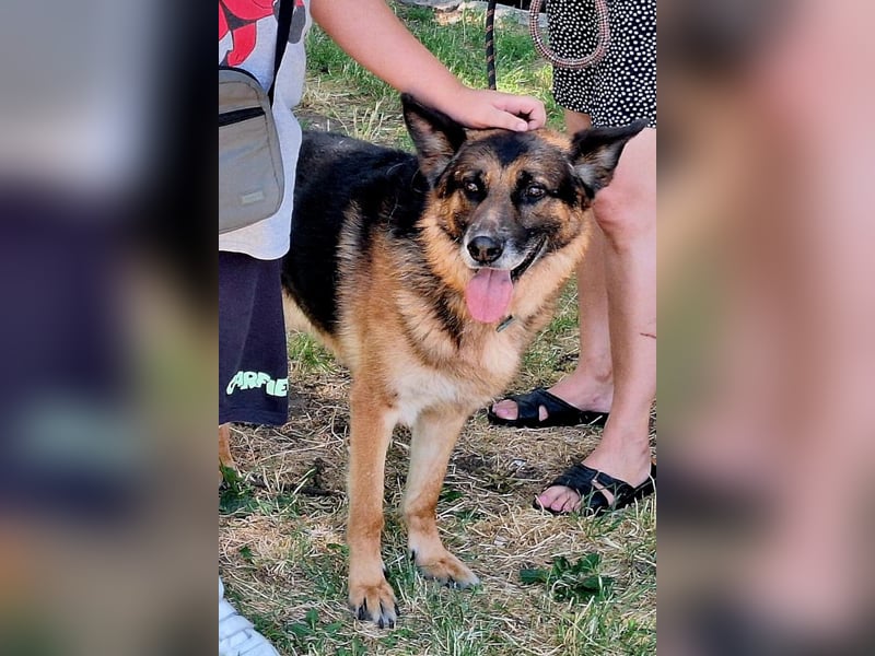 Leo ❤️ sanfter, verschmuster Familienhund