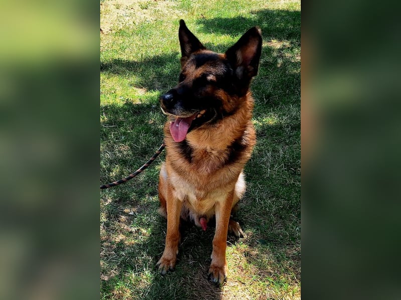 Leo ❤️ sanfter, verschmuster Familienhund