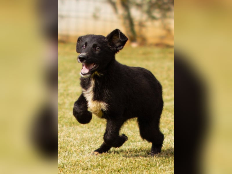 Süße Welpin ♥Sienna♥ Schäfi-Mix-Schnute