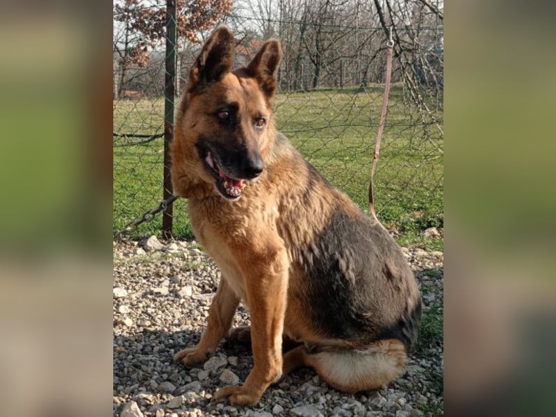 Schäfi-Mix-Lady Vučica ♥️ sucht viel Liebe, gibt viel Liebe