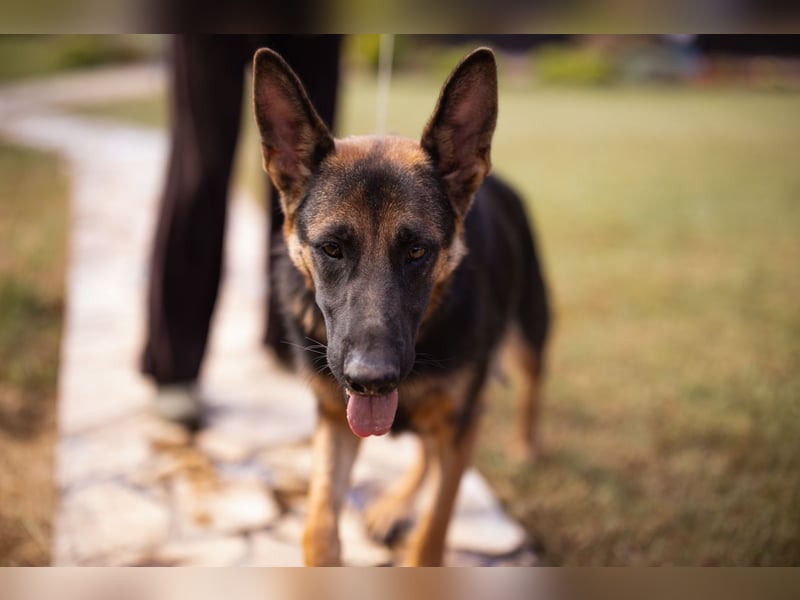 Senta ❤️ liebevolle Schäfi-Mix-Junghündin