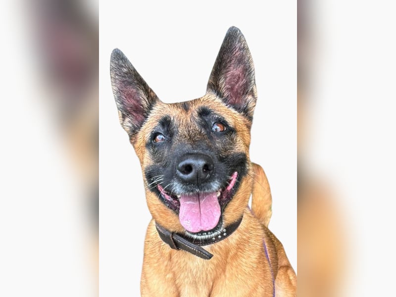 Tessa ❤️ liebe Hündin + großes Herz