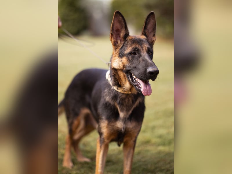 Senta ❤️ liebevolle Schäfi-Mix-Junghündin