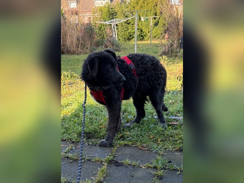 Schäfi-Mix-Bub ♥ Jasper ♥ wartet bereits in 50127 Bergheim  auf seine Für-Immer-Menschen