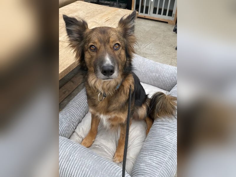 Rocky ❤️ ruhiger, zurückhaltender Bub