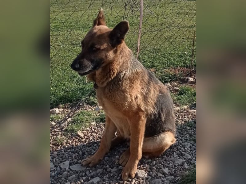 Schäfi-Mix-Lady Vučica ♥️ sucht viel Liebe, gibt viel Liebe