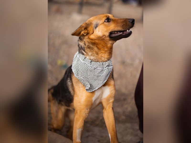 Zima ❤️ kuschlige, anhängliche Schäfi-Mix-Hündin