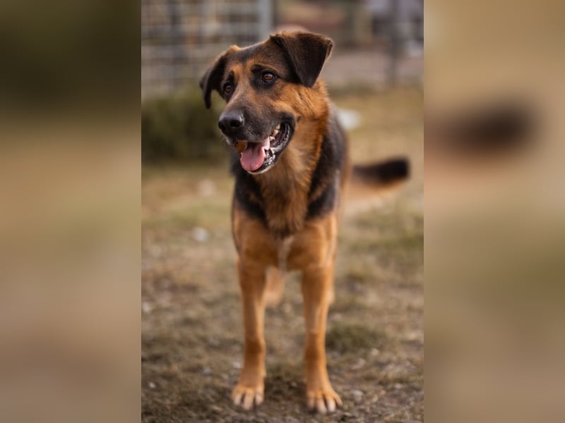 Avis ❤️ wundervolle, so sanfte Hündin