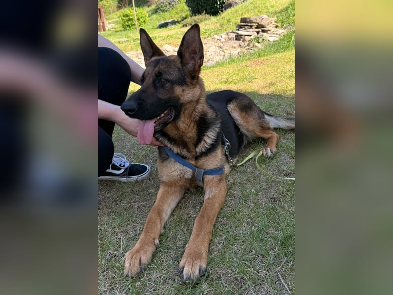 Senta ❤️ liebevolle Schäfi-Mix-Junghündin