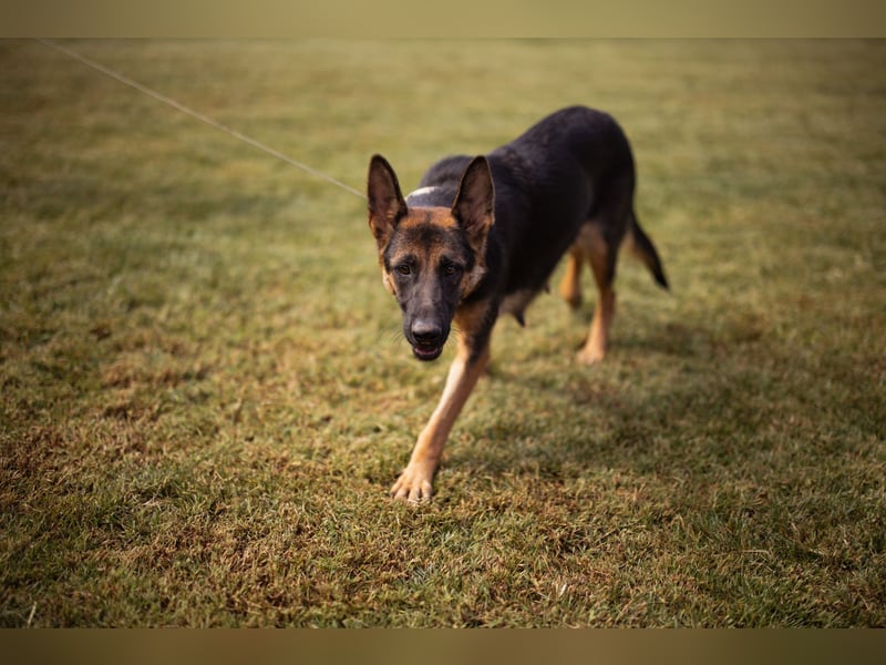 Senta ❤️ liebevolle Schäfi-Mix-Junghündin