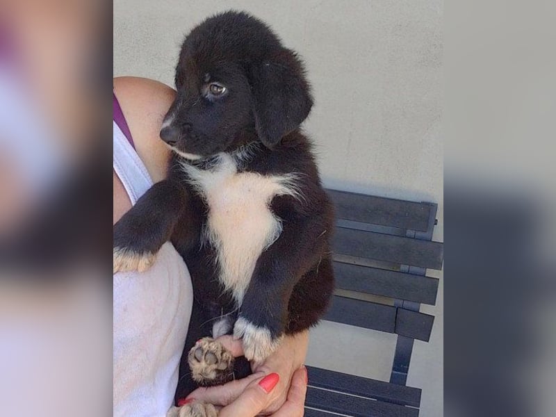 Schäfi-Mix-Welpin ♥ Eliana ♥ sucht Liebe, Geborgenheit und Abenteuer