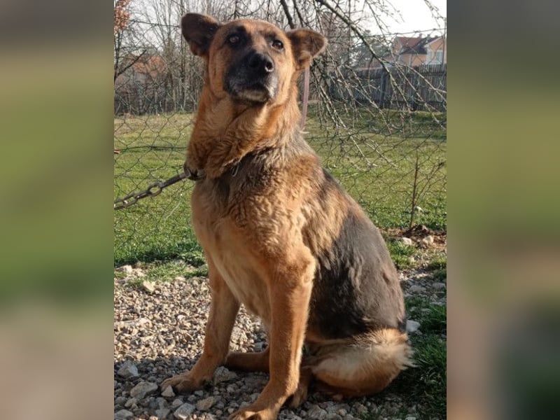 Schäfi-Mix-Lady Vučica ♥️ sucht viel Liebe, gibt viel Liebe