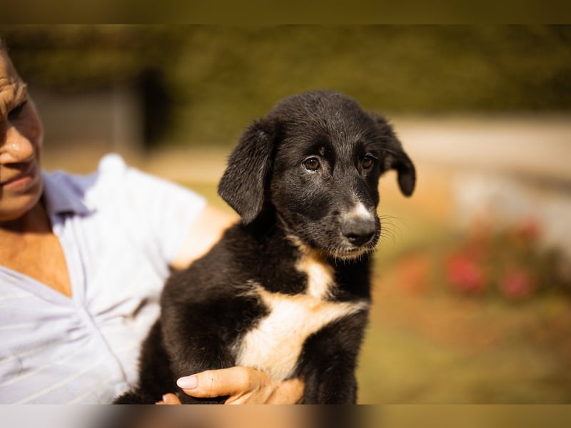 Schäfi-Mix-Welpin ♥ Eliana ♥ sucht Liebe, Geborgenheit und Abenteuer