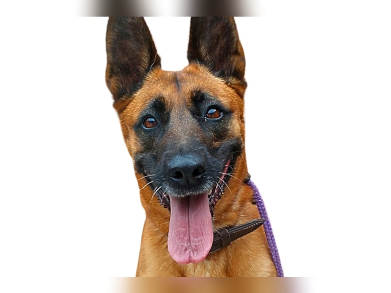 Tessa ❤️ liebe Hündin + großes Herz