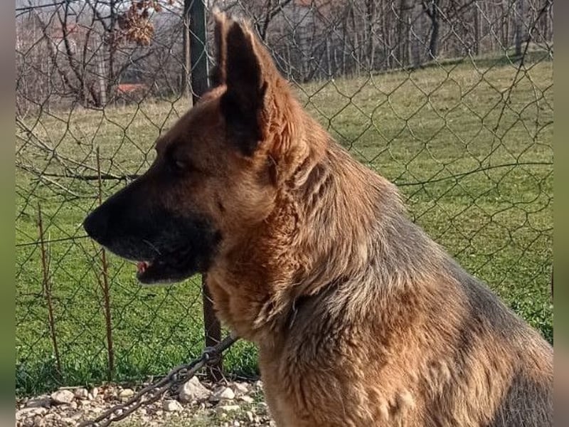 Schäfi-Mix-Lady Vučica ♥️ sucht viel Liebe, gibt viel Liebe