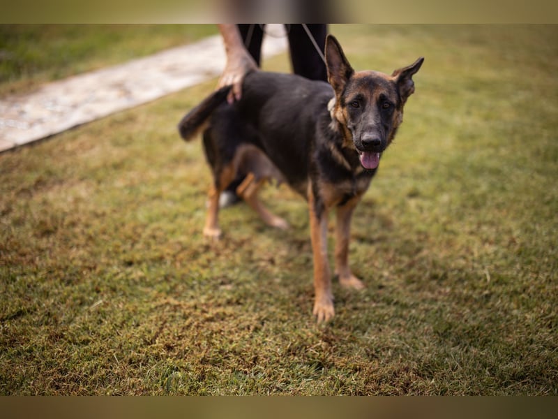 Senta ❤️ liebevolle Schäfi-Mix-Junghündin