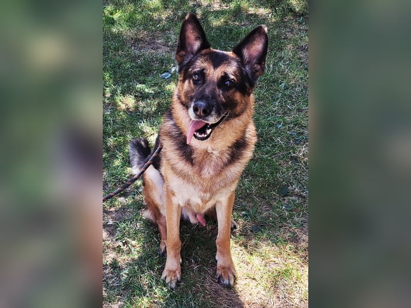 Leo ❤️ sanfter, verschmuster Familienhund