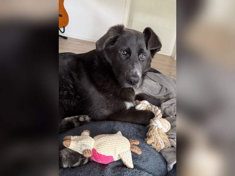 Schäfi-Mix-Bub ♥ Jasper ♥ wartet bereits in 50127 Bergheim  auf seine Für-Immer-Menschen