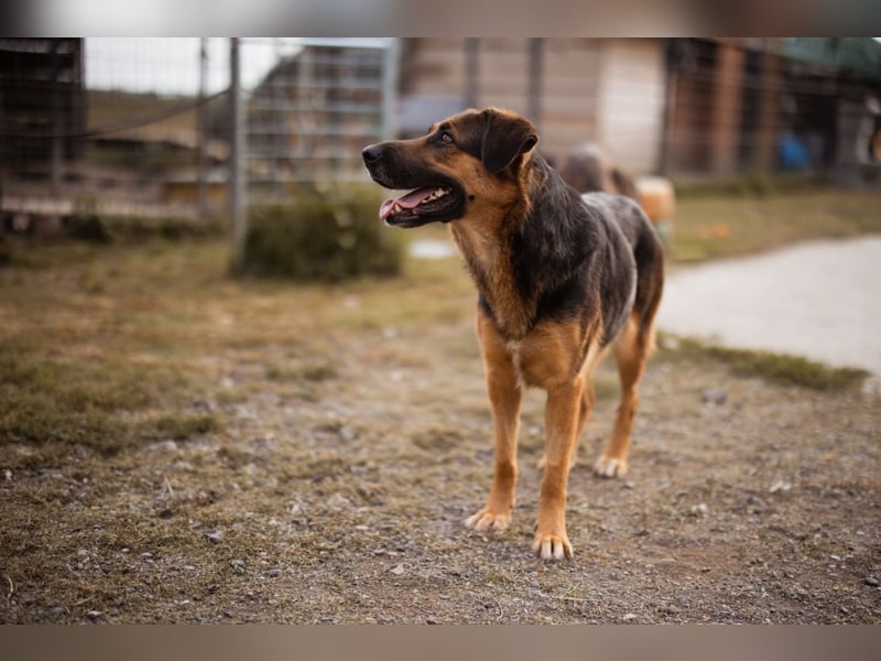 Avis ❤️ wundervolle, so sanfte Schäfi-Mix Hündin