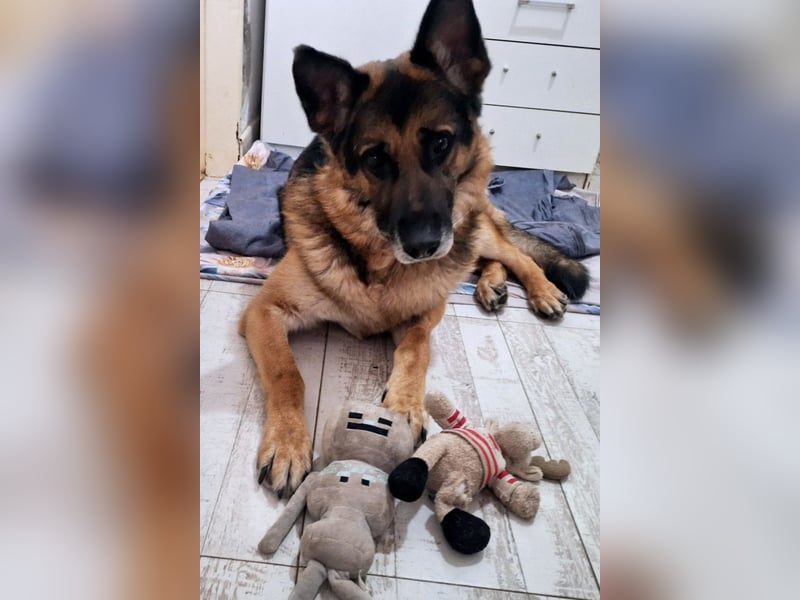 Leo ❤️ sanfter, verschmuster Familienhund