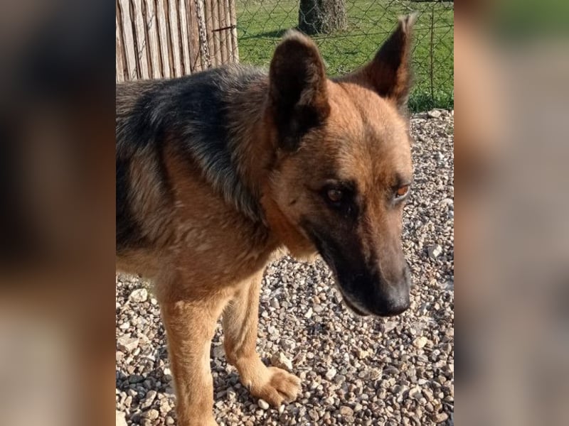 Schäfi-Mix-Lady Vučica ♥️ sucht viel Liebe, gibt viel Liebe