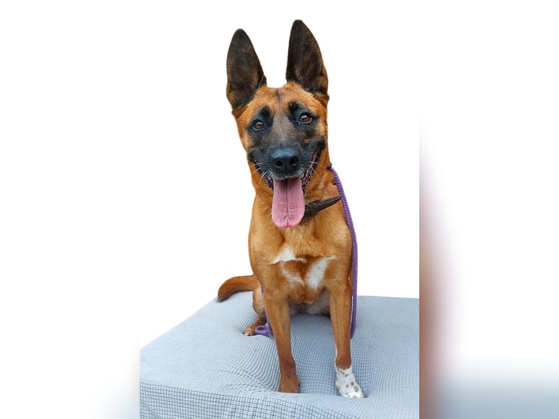 Tessa ❤️ liebe Hündin + großes Herz