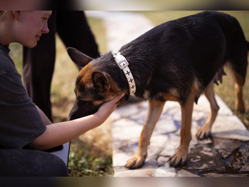 Senta ❤️ liebevolle Schäfi-Mix-Junghündin