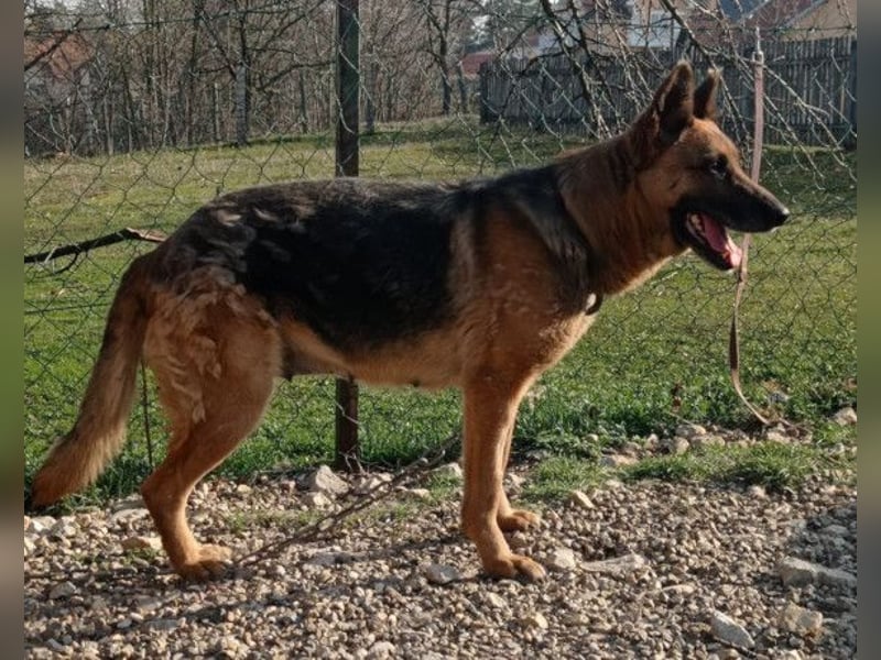 Schäfi-Mix-Lady Vučica ♥️ sucht viel Liebe, gibt viel Liebe