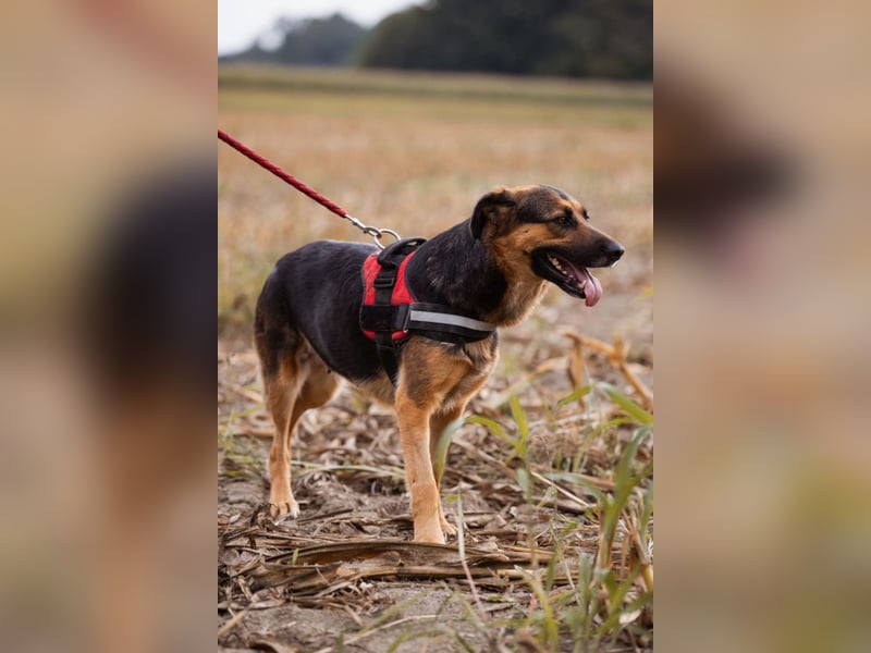 Avis ❤️ wundervolle, so sanfte Schäfi-Mix Hündin