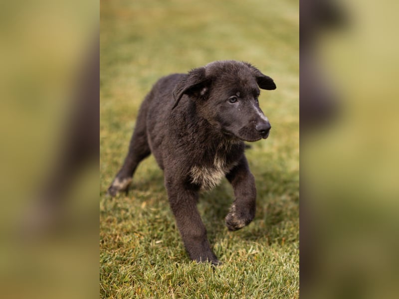Schäfi-Mix-Bub ♥ Jasper ♥ wartet bereits in 50127 Bergheim  auf seine Für-Immer-Menschen