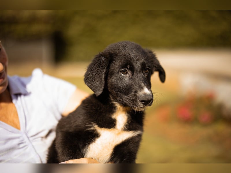 Schäfi-Mix-Welpin ♥ Eliana ♥ sucht Liebe, Geborgenheit und Abenteuer