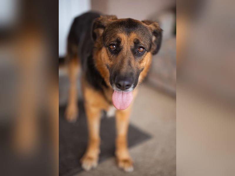 Avis ❤️ wundervolle, so sanfte Hündin