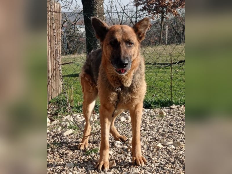 Schäfi-Mix-Lady Vučica ♥️ sucht viel Liebe, gibt viel Liebe