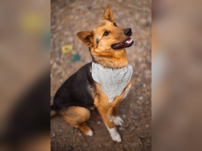 Zima ❤️ kuschlige, anhängliche Schäfi-Mix-Hündin