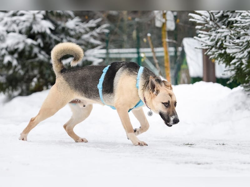 Kluger Cäser sucht seine Menschen