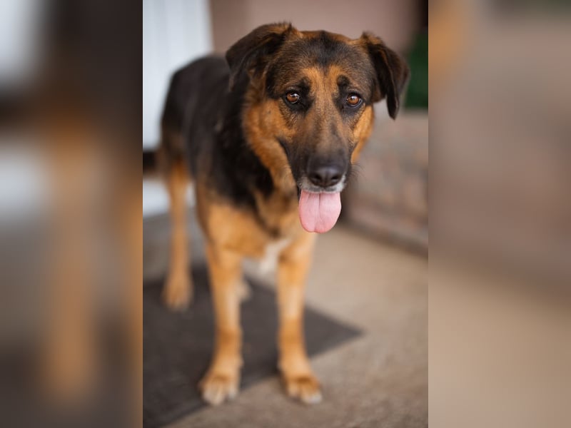 Avis ❤️ wundervolle, so sanfte Schäfi-Mix Hündin