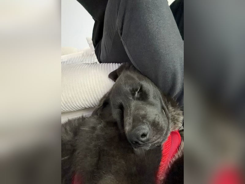 Schäfi-Mix-Bub ♥ Jasper ♥ wartet bereits in 50127 Bergheim  auf seine Für-Immer-Menschen