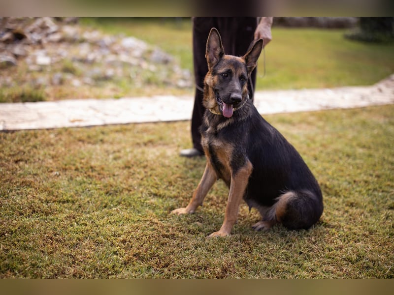 Senta ❤️ liebevolle Schäfi-Mix-Junghündin