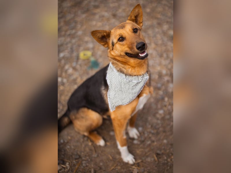 Zima ❤️ kuschlige, anhängliche Schäfi-Mix-Hündin