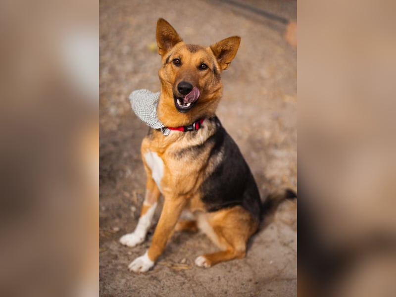 Zima ❤️ kuschlige, anhängliche Schäfi-Mix-Hündin