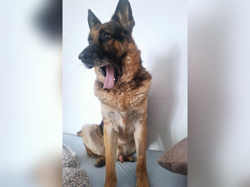 Leo ❤️ sanfter, verschmuster Familienhund