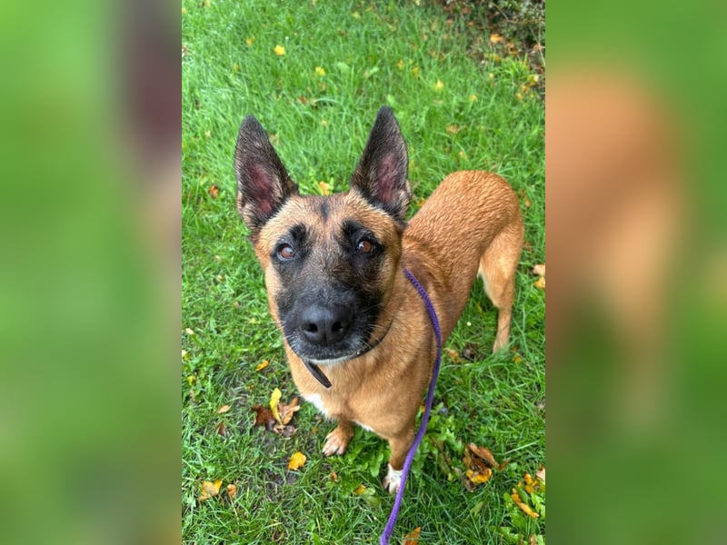 Tessa ❤️ liebe Hündin + großes Herz