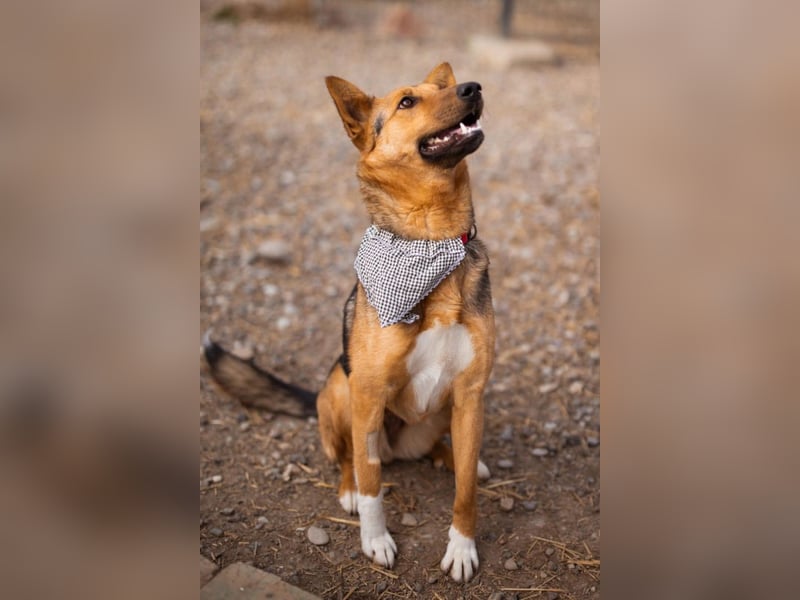 Zima ❤️ kuschlige, anhängliche Schäfi-Mix-Hündin