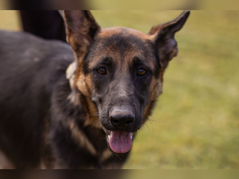 Senta ❤️ liebevolle Schäfi-Mix-Junghündin