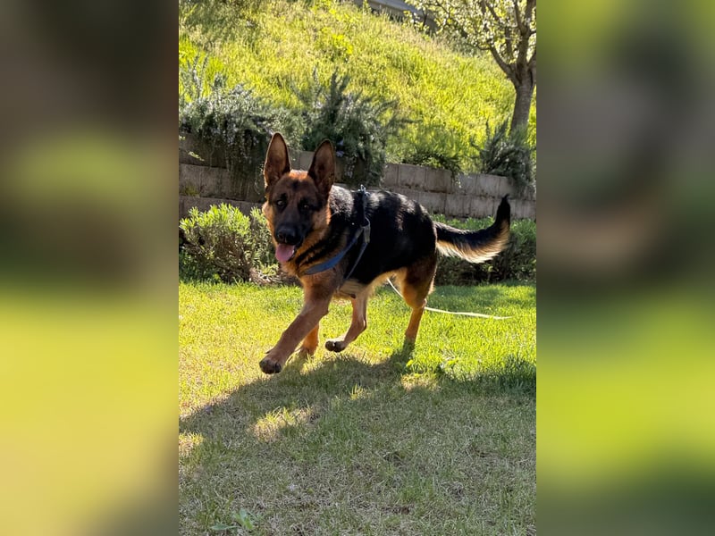 Senta ❤️ liebevolle Schäfi-Mix-Junghündin