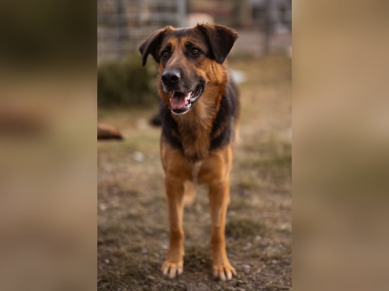 Avis ❤️ wundervolle, so sanfte Schäfi-Mix Hündin