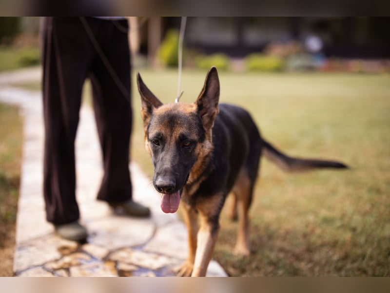 Senta ❤️ liebevolle Schäfi-Mix-Junghündin