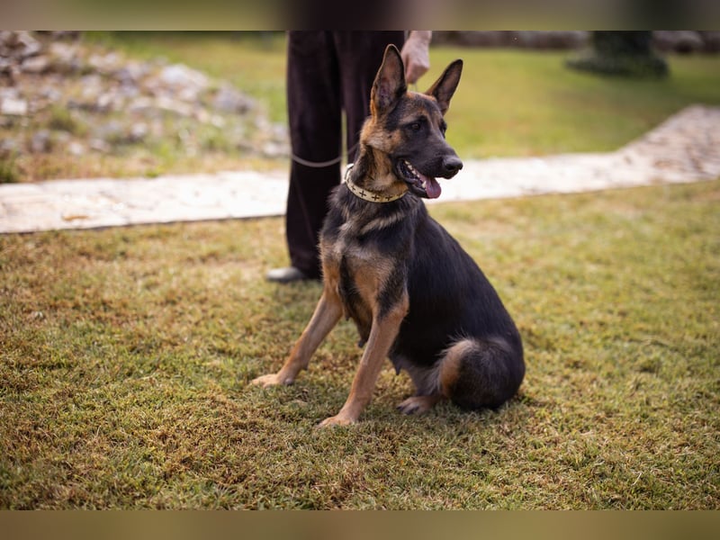 Senta ❤️ liebevolle Schäfi-Mix-Junghündin