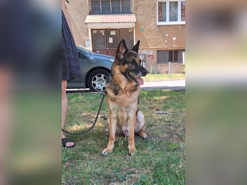 Leo ❤️ sanfter, verschmuster Familienhund