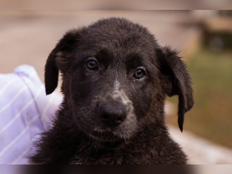 Schäfi-Mix-Bub ♥ Jasper ♥ wartet bereits in 50127 Bergheim  auf seine Für-Immer-Menschen
